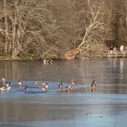 Hero and dog owner rescued after falling through ice at Epping Forest lake