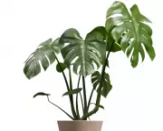 Houseplant First Aid: How Straw Splints and Cinnamon Can Mend Minor Stem Damage