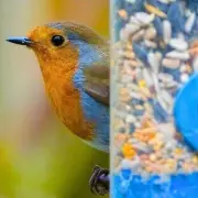 How to Deter Parakeets and Welcome Robins with Three Simple Feeder Foods