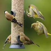 How to Help Garden Birds This Winter: Join the RSPB Birdwatch