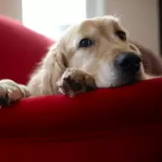 How to Soothe Your Dog's Separation Anxiety: Expert Tips Revealed