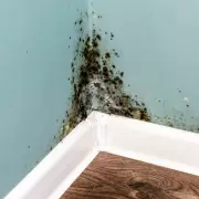 I Banished Wall Mould For Good With One Natural Item That Beats Bleach