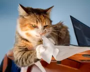 Identity Theft Fears: To Shred or Not to Shred Sensitive Documents?