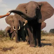 Indian Villagers Knit Giant Jumpers to Protect Rescued Elephants from Freezing Winter