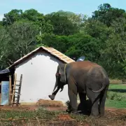 India's 'Serial Killer' Elephant Rampage Claims 17 Lives in 12 Attacks