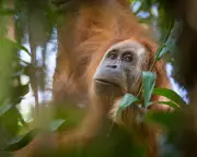 Indonesia Revokes Mining Permits After Floods Kill 11% of World's Rarest Apes