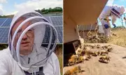 Isle of Wight Beekeeper, 55, Dies After Bee Sting on Ear Triggers Allergic Reaction