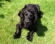 Jack the Spaniel: From Failed Police Dog to Chemotherapy Companion