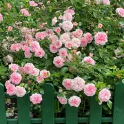 January Pruning Secret for 'Bountiful' Climbing Roses Revealed by Expert