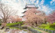 Japan's Cherry Blossom Season Sees Price Drop Amid China Tourism Slump