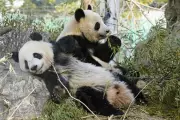 Japan's Last Giant Pandas Depart Amid Diplomatic Tensions with China