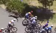 Jay Vine Survives Kangaroo Crash to Win Tour Down Under 2026