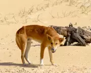 K'gari Dingo Cull Sparks Extinction Fears After Tourist Death