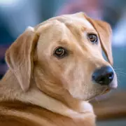 Labrador's Guilty Secret: Owner's Horror at Silent Greeting Reveals Bin Raid