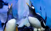 London Aquarium Halts Penguin Breeding After Welfare Campaign