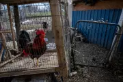 Louisiana Parish Considers Defying US Ban to Revive Cockfighting for Revenue