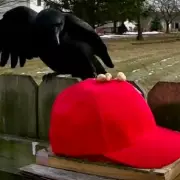 Man Trains Crows to Attack MAGA Hats in Unusual Anti-Trump Protest