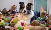 Meet Harvey: Britain's Brightest Dog Recognises 221 Toy Names