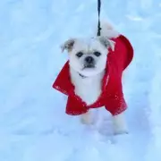 Met Office Alerts: Vet Warns of Hidden Winter Danger to Dogs' Paws