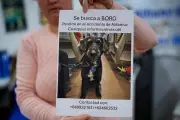Missing Dog Boro Found After Spain's Tragic Train Crash, Offering Hope