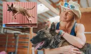 Montana Woman Trains Elite $175K Guard Dogs for Global Billionaires
