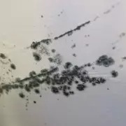 Mum of Five's Lifelong Battle with Mould and Damp Reveals Hidden Truth