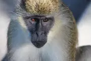Mystery Monkeys Roam St. Louis Streets, Officials Launch Hunt
