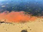 Mystery Pink Slime Spreads on Tasmanian Beaches, Sparks Environmental Emergency Fears
