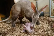 Nashville Zoo Celebrates Birth of Rare Aardvark Calf, a First Since 2024
