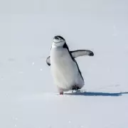 NHS Urges Brits to 'Waddle Like a Penguin' Amid UK-Wide Ice Warnings