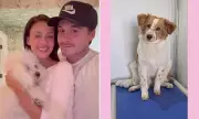 Nicola Peltz and Brooklyn Beckham Rescue Another Puppy Amid Family Feud