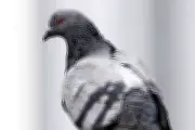 Norwich Considers Contraceptive Plan for 'Nuisance' Pigeons in Market