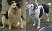 Obese Dog Sheds 15kg After Ditching Pasta Diet in Hull Rescue Transformation