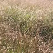 Only Those With 'Sniper Eyes' Can Spot Hidden Cougar In 10 Seconds