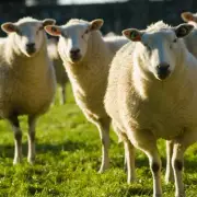 Optical Illusion Predicts Your 2026: First Animal Seen Reveals Year's Path