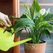 Peace Lily Blooms With 8 Flowers After Gardener Switches From Tap To Filtered Water