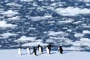 Penguins Breeding 2 Weeks Earlier in Antarctica, Threatening Extinction
