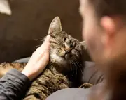 Pet Loss Grief as Severe as Human Bereavement, UK Study Reveals