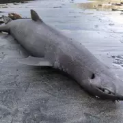 Pregnant 'Dragon' Shark Washes Up on Spanish Beach, Experts Suspect Fishing Tragedy