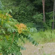 Property Expert Reveals Four Garden Plants That Could Damage Your Home's Foundation