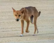 Queensland Authorities Order Cull of Dingo Pack Following Tourist's Death on K'gari