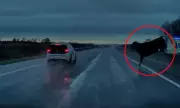 Quick-Thinking Driver's Motorway Miracle: Narrowly Dodges Runaway Cow