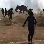 Rampaging Elephant Kills 22 in India, Villagers Sleep on Roofts in Fear