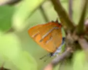 Rare Brown Hairstreak Butterfly Makes Remarkable Comeback in Wales