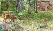 Rare Lynx Kittens Filmed in Minnesota Spark Hope for Endangered Population
