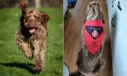 Rescue Dog Achilles Becomes Royal Navy Mascot & Italian Media Star