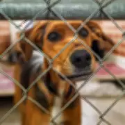 Rescue Labradoodle's First Kiss Reaction Shows Healing Power of Love