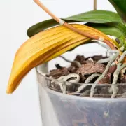 Revive Your Orchids: Use Leftover Rice Water for Bigger Blooms