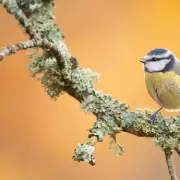 RSPB Suspends X Account Over AI Safety Fears, Locks 407k Followers