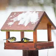 RSPB Winter Alert: Stop Using Bird Tables to Halt Disease Spread
